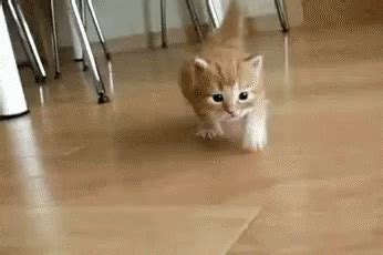 Kitty GIF - Cat Kitten Sneaky - Discover & Share GIFs