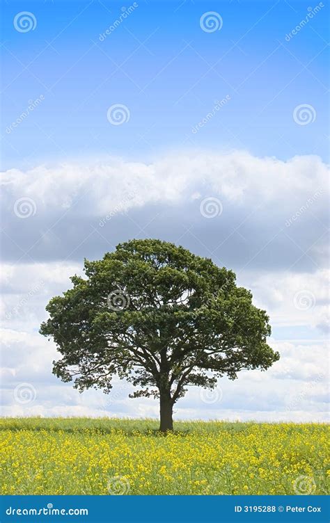 Tree In A Field Of Rapeseed Stock Photo Image Of Spring Horizon 3195288