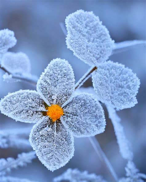 Winter Single Flower By Ladyaly On Deviantart