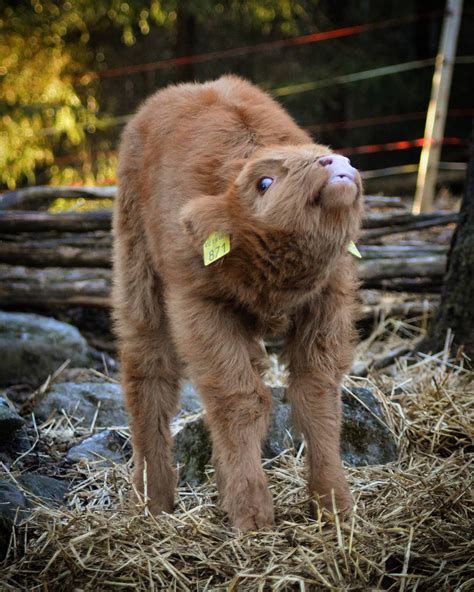 21 Highland Cattle Calf Photos to Bring a Smile to Your Day