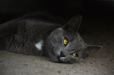 Серая кошка с оранжевыми глазами - картинки и фото koshka.top