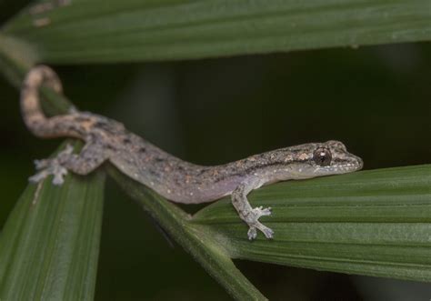 Common Dwarf Gecko Hemiphyllodactylus Typus Bali Wildlife