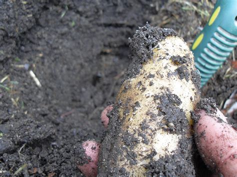 Potato Container Gardening How To Grow Potatoes In Car Tires And Containers Ground To Ground