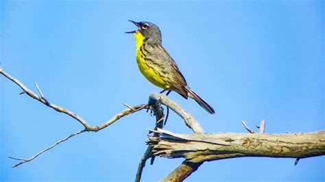 Crawford County Wildfires Impact On Kirtlands Warblers