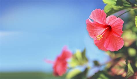 Hibiscus Wallpapers Top Free Hibiscus Backgrounds Wallpaperaccess