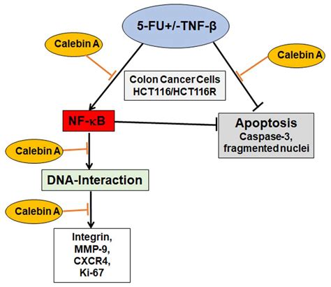 Ijms Free Full Text Calebin A Potentiates The Effect Of 5 Fu And Tnf β Lymphotoxin α