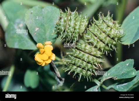 Bur Seed High Resolution Stock Photography And Images Alamy