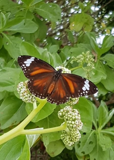 Swamp Tiger Butterfly In February 2020 By Rita Jansen INaturalist