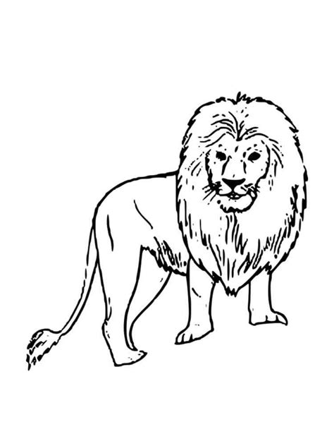 African Lion Coloring Page