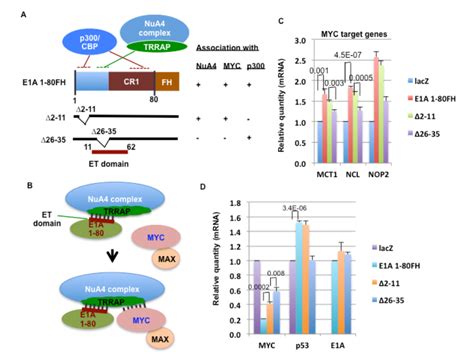 Genes Cancer Enhanced MYC Association With The NuA4 Histone