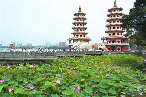 蓮池潭蓮花盛開打卡好去處 左營賞花散步小旅行