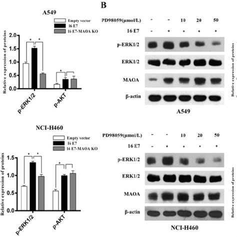 Maoa Knockout Inhibited Hpv 16 E7 Induced Migration And Invasion