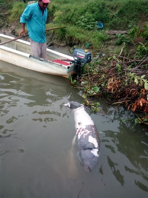 Pescadores Denuncian Muerte De 7 Manatíes En Tabasco