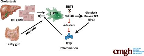 Metabolic Regulation Of Macrophages By Sirt1 Determines Activation During Cholestatic Liver