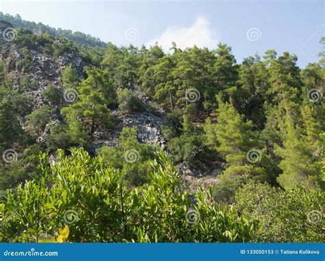 Antalya Goynuk Canyon Beautiful Mountain With Trees In National