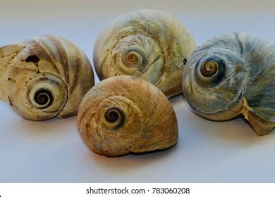 478 Moon Snail Shell Images, Stock Photos, 3D objects, & Vectors | Shutterstock