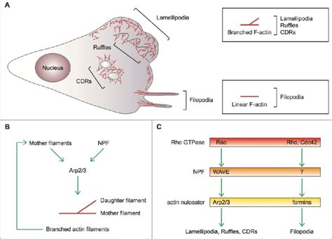 Actin Based Protrusions In Mesenchymal Cells A Schematic Of The