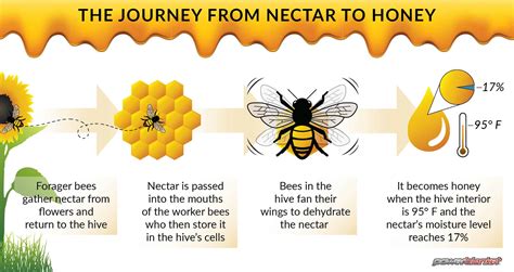 Explanation How Bees Make Honey Diagram