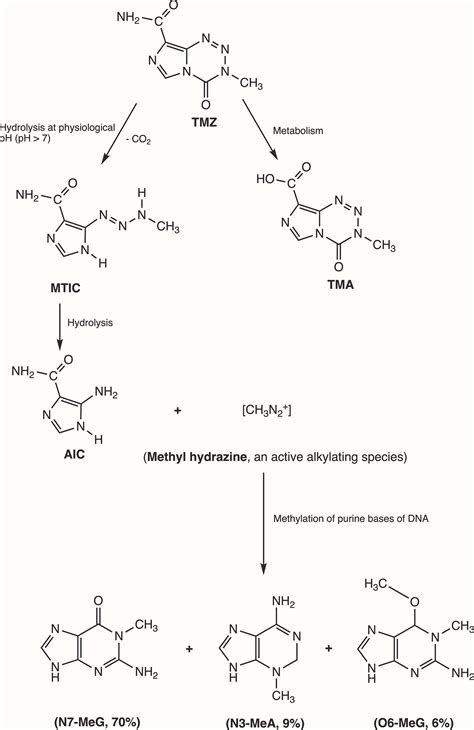 An Overview Of Glioblastoma Multiforme And Temozolomide Resistance Can