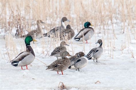 Anas Platyrhynchos Brown County Duck Hunting Mallard South Dakota