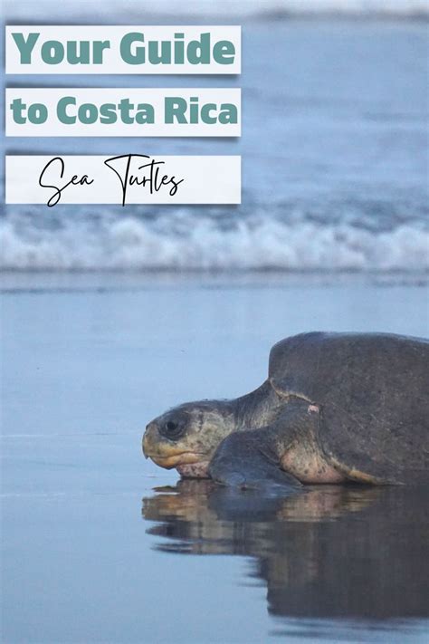 22 Things To Do In Nosara Costa Rica Artofit