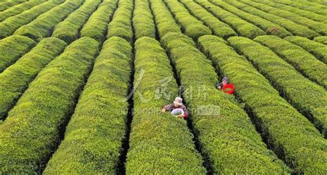 江西永丰：生态茶园绿了荒山富了民 人民图片网