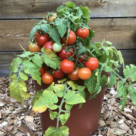 Tomato Tiny Tim Common Sense Seeds