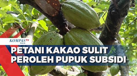 Petani Kakao Sulit Peroleh Pupuk Subsidi YouTube