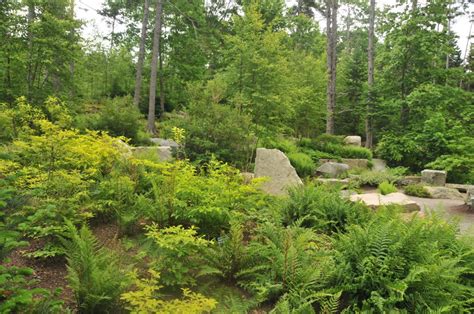 Beautiful And Resilient Native Plants Coastal Maine Botanical Gardens