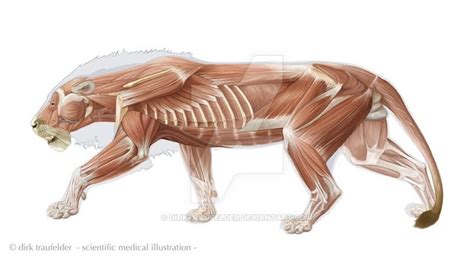 17 Best images about Lion Anatomy on Pinterest | A lion, Dog leg and ...