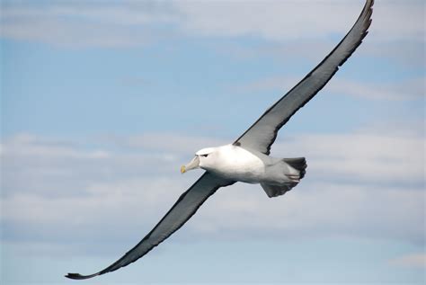 Albatross Wallpapers Images Photos Pictures Backgrounds