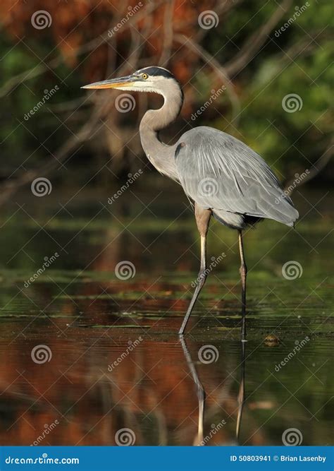 Great Blue Heron Wading In A Shallow River Ontario Canada Stock