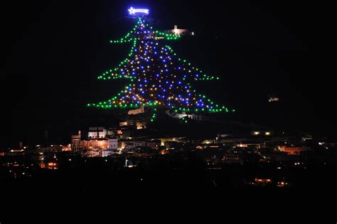 L Albero Pi Grande Del Mondo A Gubbio Umbrias