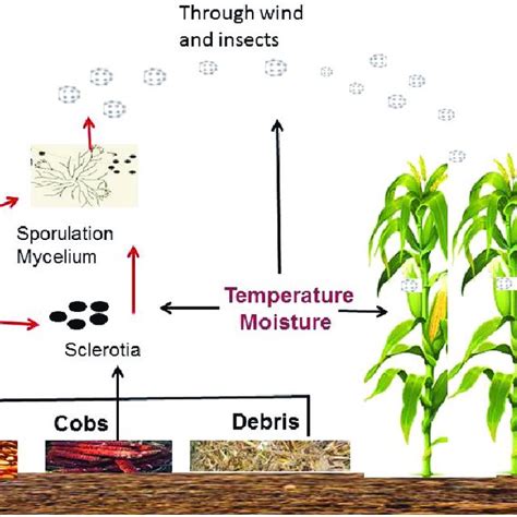 Life Cycle Of Aspergillus Flavus On Maize At Saprophytic Stage Sexiz Pix