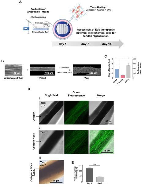 Figure 2 From Platelet Derived Extracellular Vesicles Promote Tenogenic