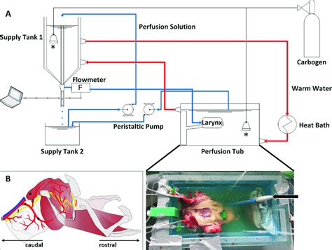 Experimental Setup A The Perfusion System Technical Drawing