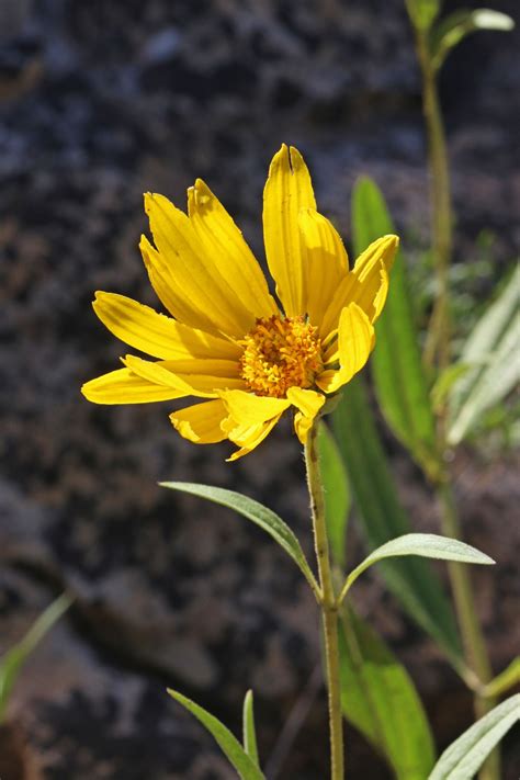 Helianthella Uniflora Picturethis