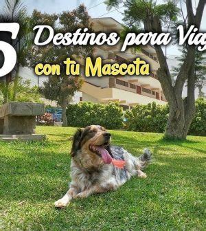 Destinos Para Viajar Con Mascotas Aventuras Pet Friendly Upitravel