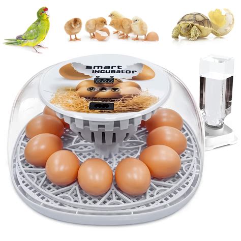 Buy YJDayy Incubators For Hatching Eggs 12 24 Eggs Incubator With