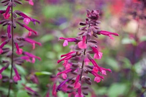 How To Grow And Care For Salvia Bbc Gardeners World Magazine