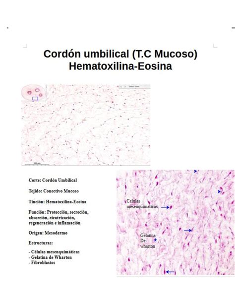 Práctica de reconocimiento de imágenes Histología y Embriología Studocu