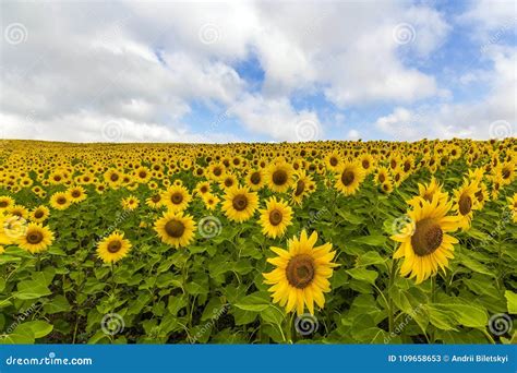 Campo De Girass Is De Floresc Ncia No Dia Ensolarado Do Ver O Imagem De