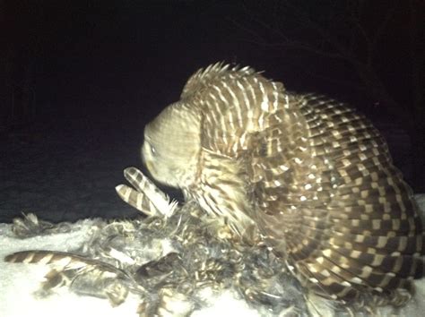 Owl Eats Owl | Vermont Center for Ecostudies