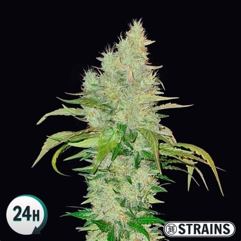 Ice Cream Cake Gb Strains Cannabis Strain Info