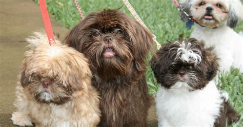 Home - Sunnybelle Shih Tzus - Chocolate Shih Tzu Breeder in Texas