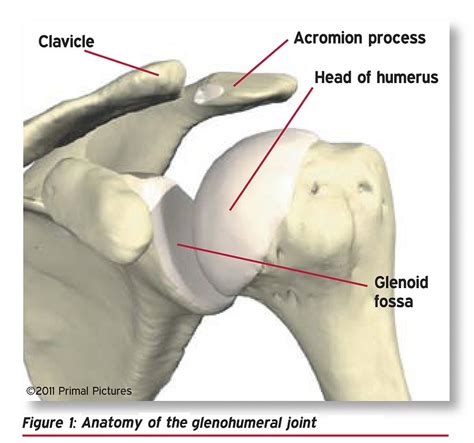 The Rotator Cuff Series: Part I | Portland Physical Therapy