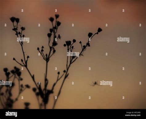 Silhouette Of Wildflowers Stock Photo Alamy