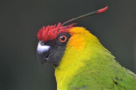 100 best Unusual and Rare Parrots images on Pinterest | Exotic birds ...