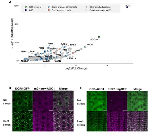 Figure 3 From Heat Stress Promotes Arabidopsis AGO1 Phase Separation