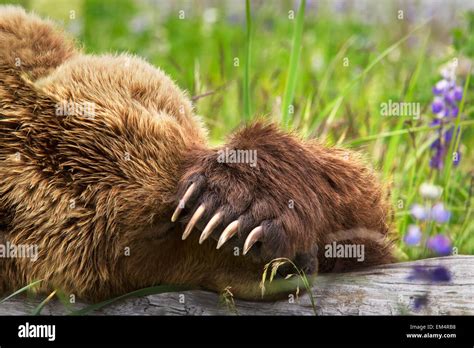 Kodiak Brown Bear Sleeping On A Log With Its Claws Showing At Lake